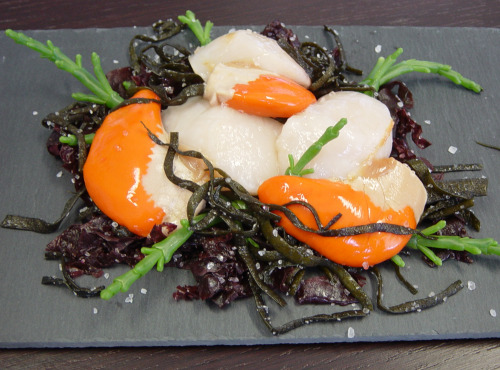 AQUADIS NATURELLEMENT - Noix De Coquilles Saint-Jacques De Bretagne