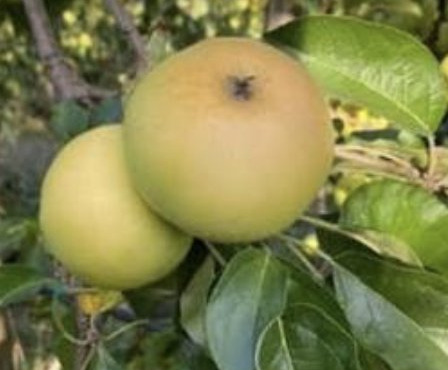 L'OLIVERAIE DU COUDON - POMME CHANTECLER 5KG
