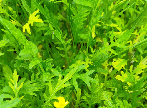 Nature et Saveurs - Ferme Aquaponique et Permacole Astérienne - Roquette Sauvage (Feuilles Fraiches)