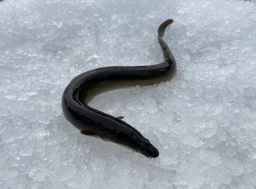 Pêcheur Toni  Micheau - Anguille Jaune Sauvage - Pièce De 400g - Entière