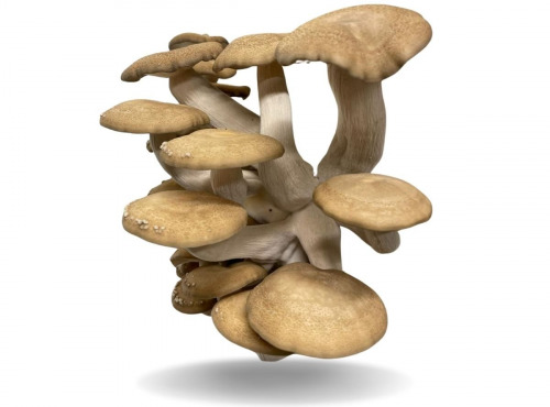 Naturélium - Le shimeji brun 1,5kg