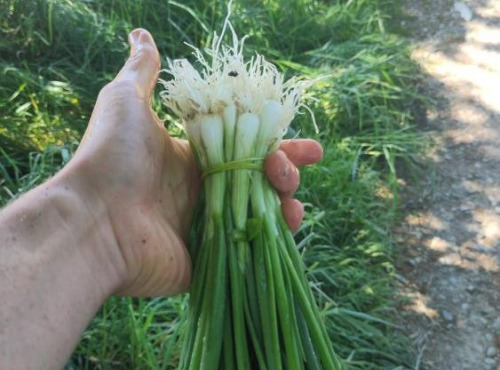 Le Maraîcheur - Lot de 5 Cébettes botte 200g