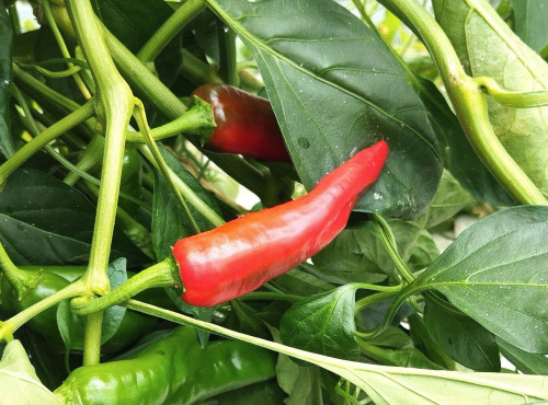 Nature et Saveurs - Ferme Aquaponique et Permacole Astérienne - Piment Fort Frais Sucette de Provence