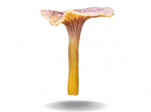 Naturélium - La chanterelle sauvage 500g