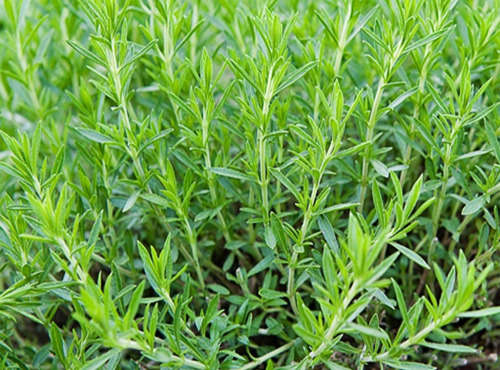 Nature et Saveurs - Ferme Aquaponique et Permacole Astérienne - Estragon de Russie frais – Bouquet généreux et parfumé
