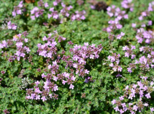 Naturélium - Thym sauvage - botte de 100g