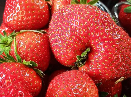 Ferme Joos - Fraises pleine terre 500 g