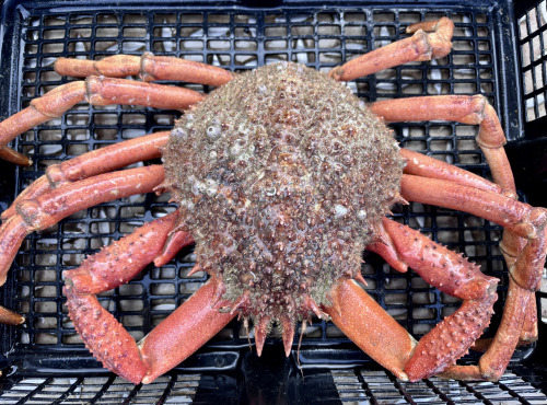Le Termer - araignée de mer mâle