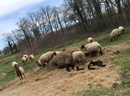 Des Poules et des Vignes à Bourgueil - Gigot d.antenaise -race solognote