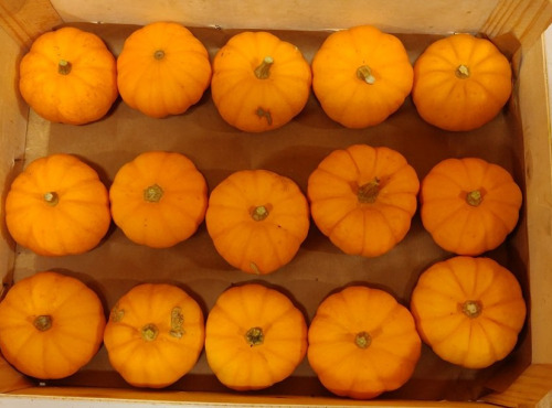 Ferme de la ville basse - Courge Jack be little mini 150/200Gr