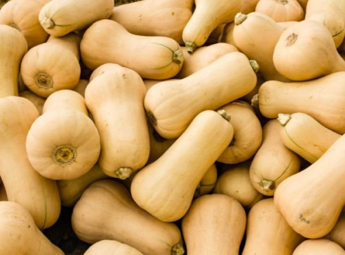 La Ferme de Milly - Anjou - Courge butternut 10kg