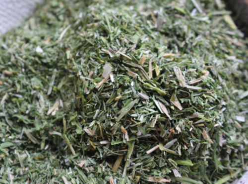 Rébecca les Jolies Fleurs - Ciboulette sauvage