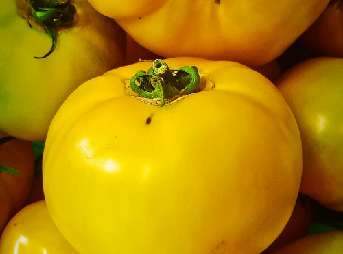 Ferme Joos - Tomates Jaunes 1 Kg