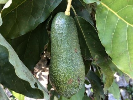 Les Hespérides - Coopérative de la Riviera Française - Avocat 5kg