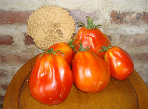 Ferme de Cernunnos - Tomates charnues - 1 kg