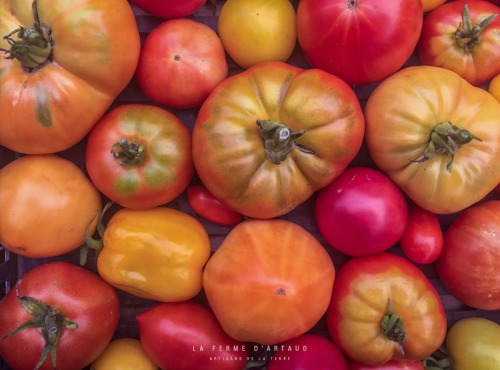 La Ferme d'Artaud - Tomates Anciennes, Semences Paysannes, Le Goût Du Terroir