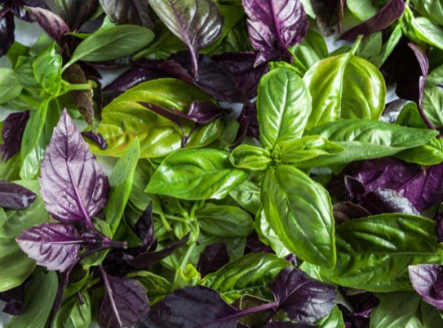 Les Jardins de Gérard - Basilic pourpre en branche Bio - 100 g