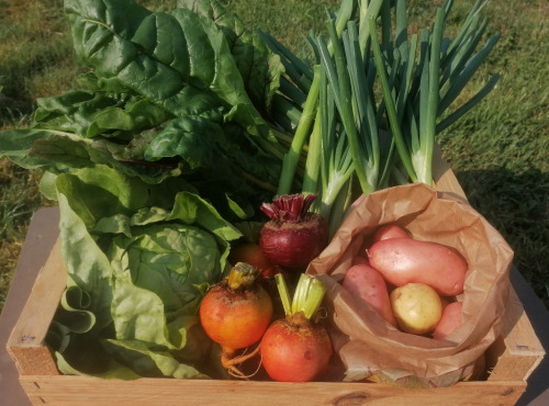 Ferme de Carcouet - Panier légumes de saison Bio - 7 kg