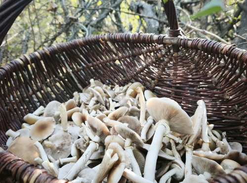 Naturélium - Pholiote du peuplier fraîche sauvage