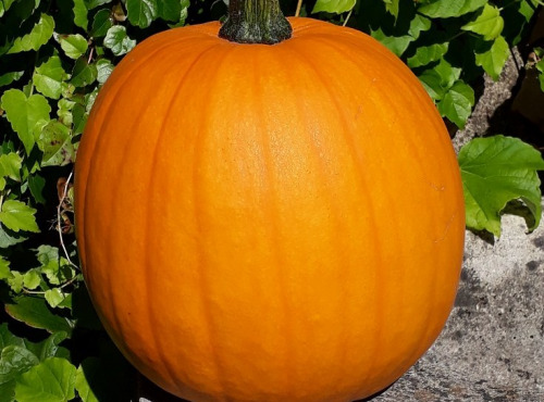 Ferme de Cernunnos - Lot de citrouilles pour Halloween