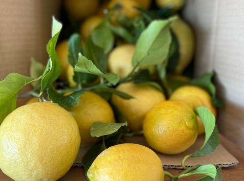 Maison Gannac - Citrons de Menton IGP 2 kg