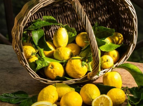 Maison Gannac - CITRON BIO DE NOS VERGERS (ORIGINE : MENTON)