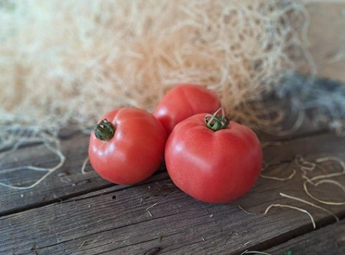 Les Jardins de Gérard - Tomate rose de Berne Bio - 1 kg