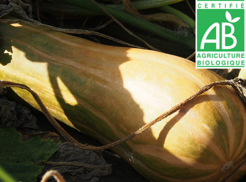 Mon Petit Producteur - Courge Longue De Nice Bio