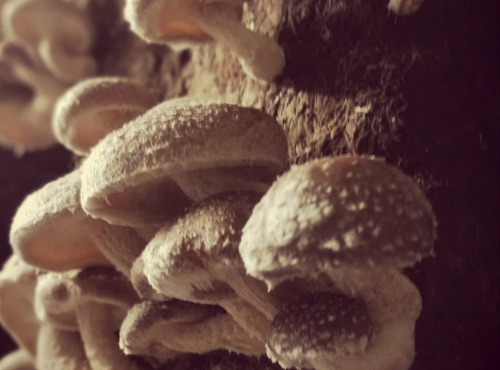 Champignons Bio du Sud Ouest - 3 kg de Shiitake Bio