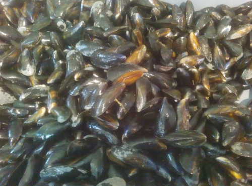 Gourmets de l'Ouest - Moules de bouchot - 2kg