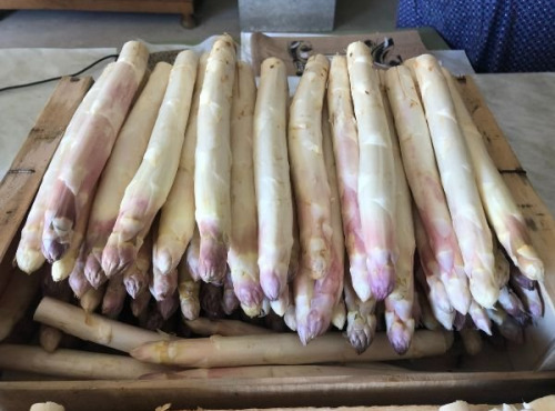Domaine Reverchon - Asperge blanche 2kg