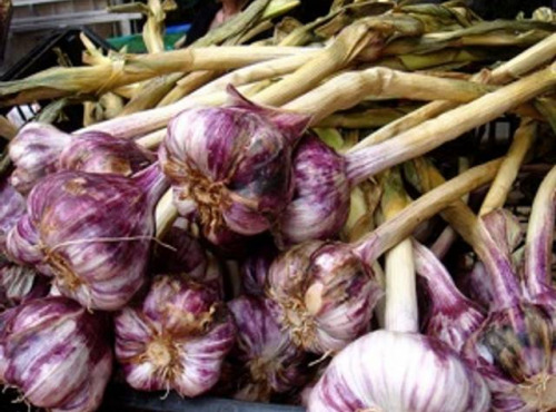L’Oliveraie du Coudon - AIL VIOLET 1KG