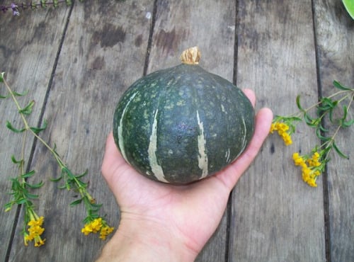 HERBA HUMANA - Courges Doux vert Hokkaido