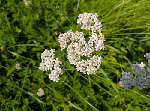 Nature et Saveurs - Ferme Aquaponique et Permacole Astérienne - Fleurs d'achillée millefeuille - 20g