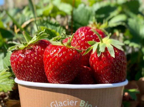 O Maribelle - Fraise BIO plein champ - 1kg