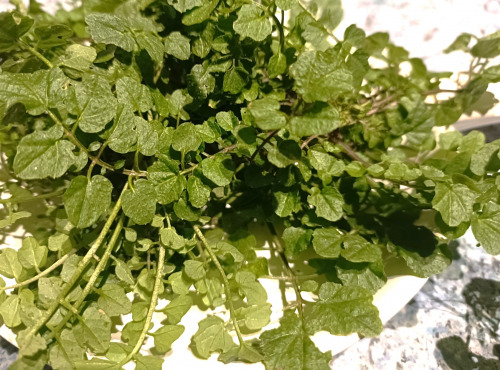 Rébecca les Jolies Fleurs - La Cardamine: aromatique d'hiver