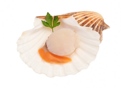 Luximer - Noix de Saint-Jacques Coraillées - Lot de 1 kg