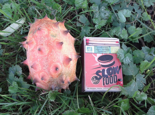 LES JARDINS DE KARINE - Kiwano/Concombre africain