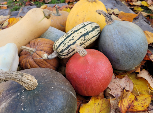 Le Pré de la Rivière - Lot de Courges Bio : 3 variétés différentes minimum 3 Kg - Origine France