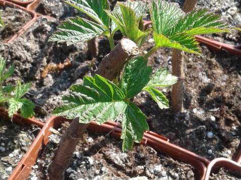 Le Domaine du Framboisier - Plant De Framboisier - Lot De 10