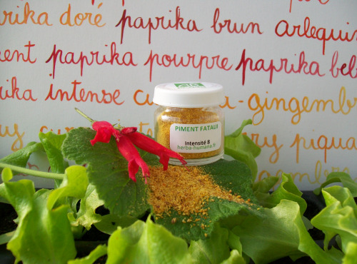 HERBA HUMANA - Piment Fatalii Bio Cultivé en France 3 g