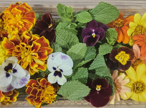 Midiflore - Aromates fraiches et fleurs pour Desserts & Fruits 40g
