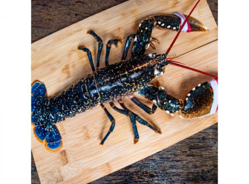 Poissonnerie Paon - Homard Européen Vivant : A la pièce, 1.6kg - 1.8kg, Vivant