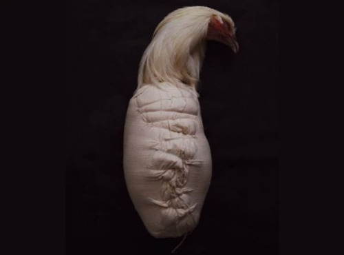 Volailles Morand - Chapon de Bresse AOP effilé roulé