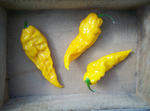 HERBA HUMANA - Piment frais frais Fatalii - 172g