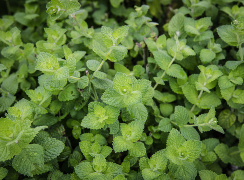 Maison Argentain - Menthe Pomme - 70g