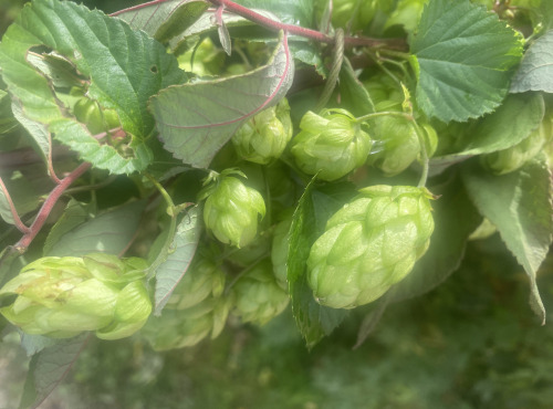 Des Poules et des Vignes à Bourgueil - Branche de Houblon