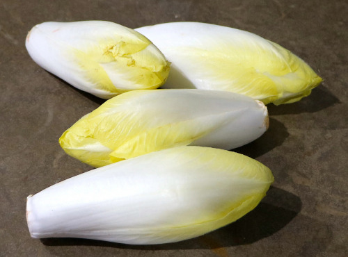 Nature et Saveurs - Ferme Aquaponique et Permacole Astérienne - Endive First Lady – croquant délicat et amertume maîtrisée
