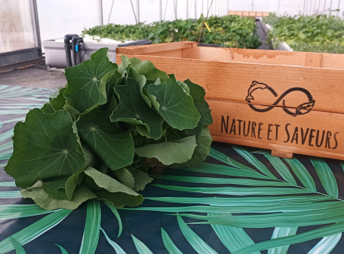 Nature et Saveurs - Ferme Aquaponique et Permacole Astérienne - Capucine Grande Feuille — Le piquant généreux du Périgord