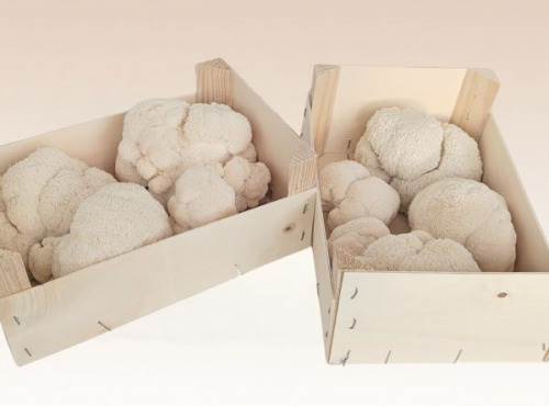 Les Myconautes - Hericium crinière de lion Bio - Cagette 1kg